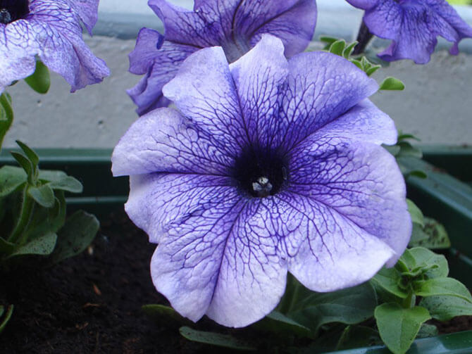 Purple petunia